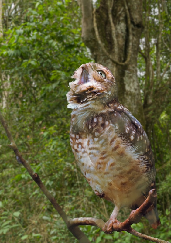 Little Owl