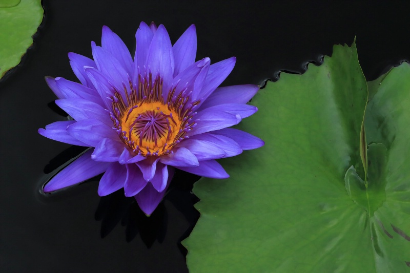 Blue Water Lily