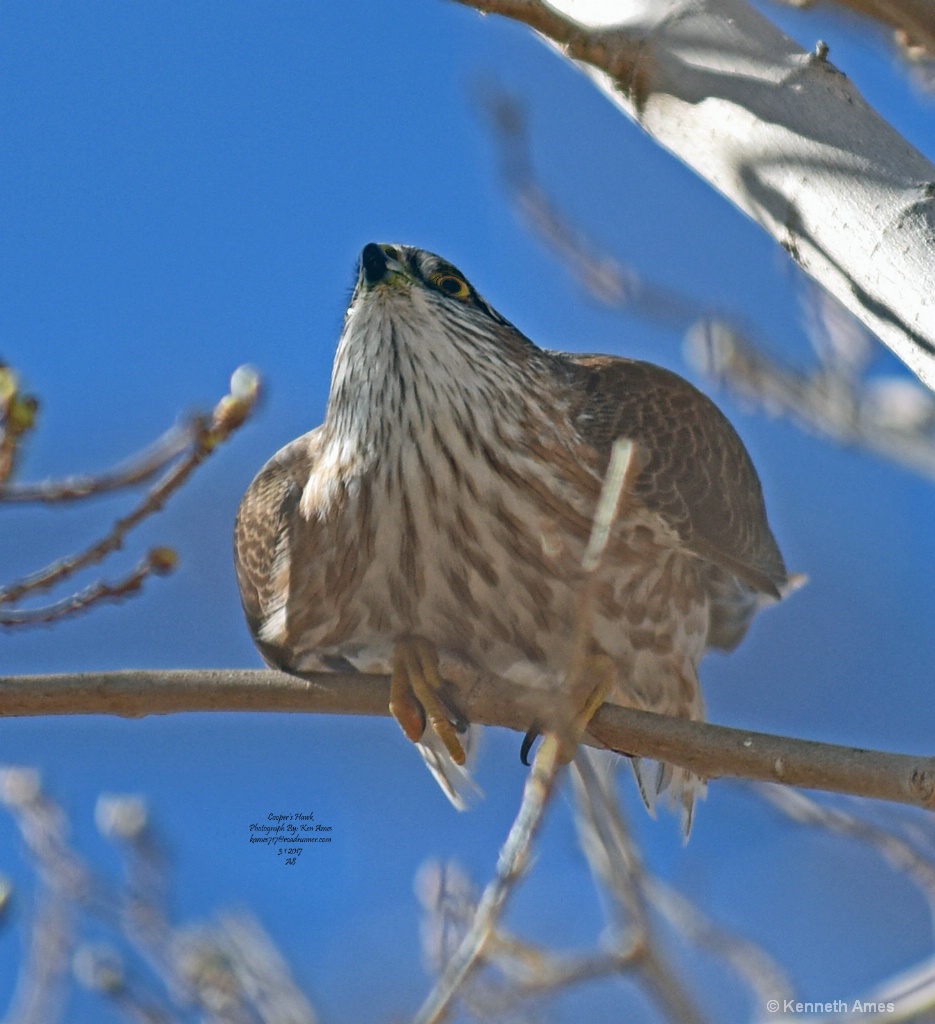 Coopers Hawk A8 3 1 2017