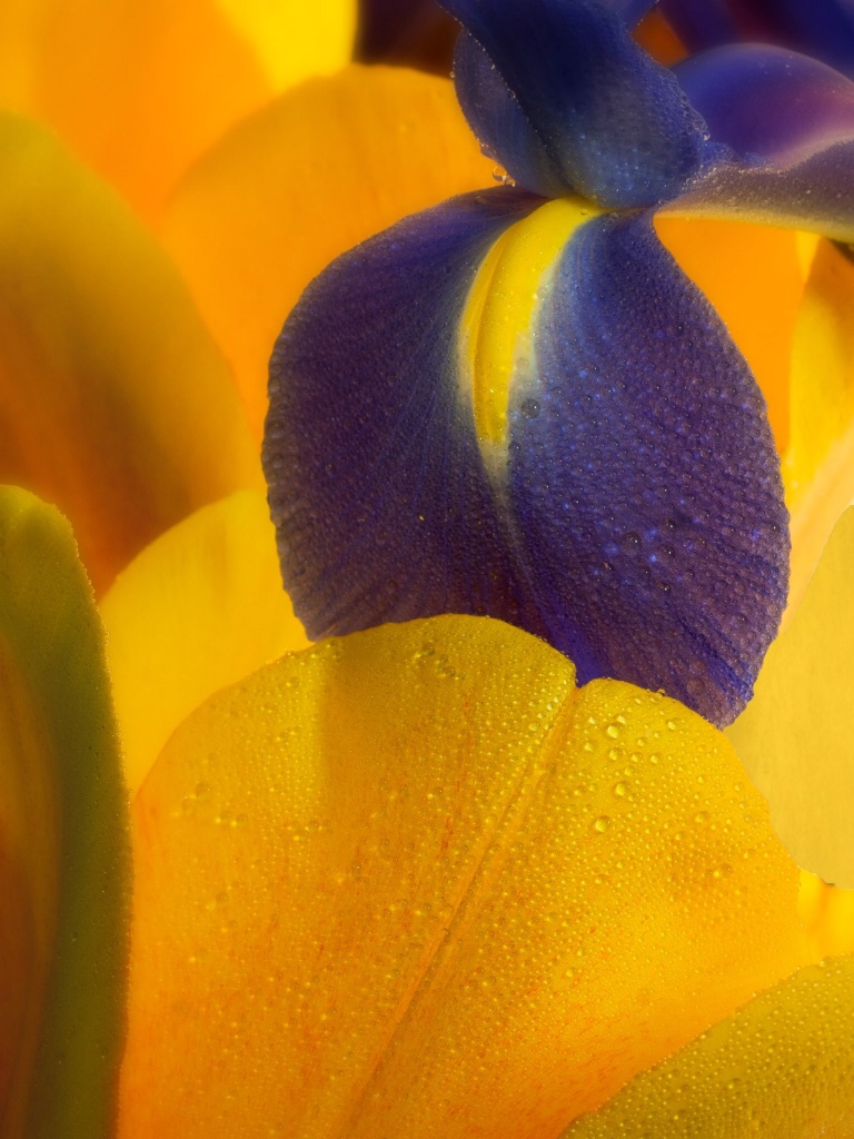 Tulips and Dutch Iris