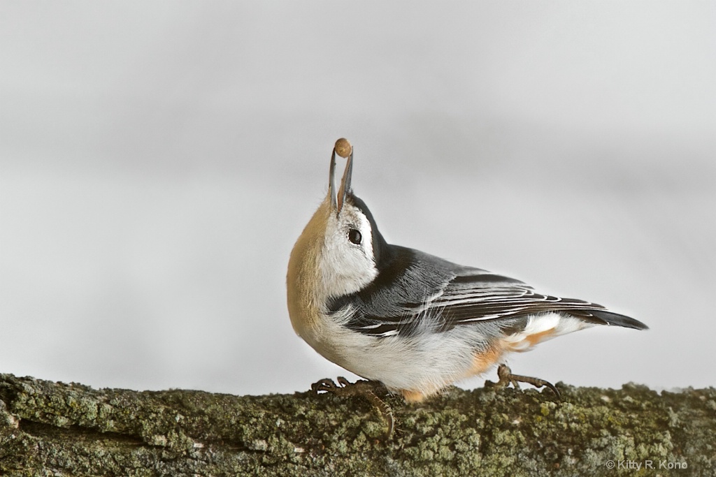 Nuthatch with a Nut