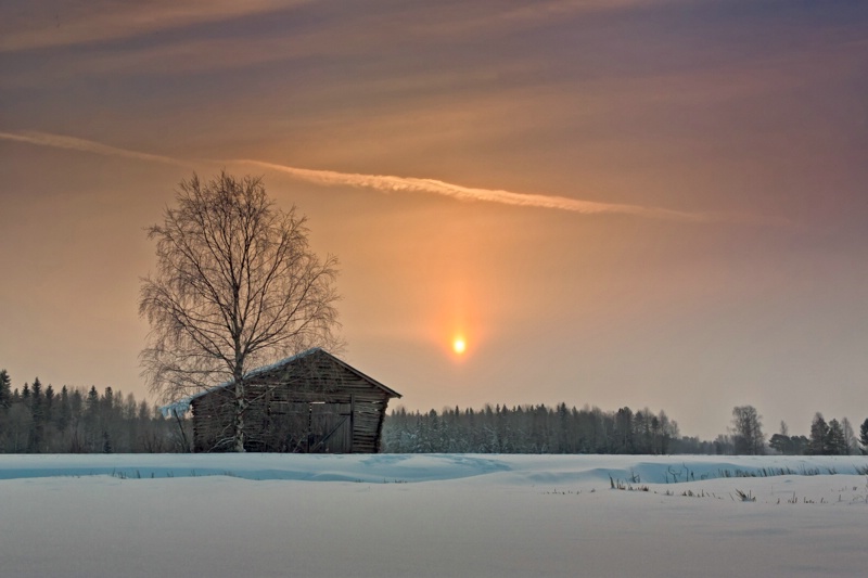 Birch And Barn House Under Winter Sunrise