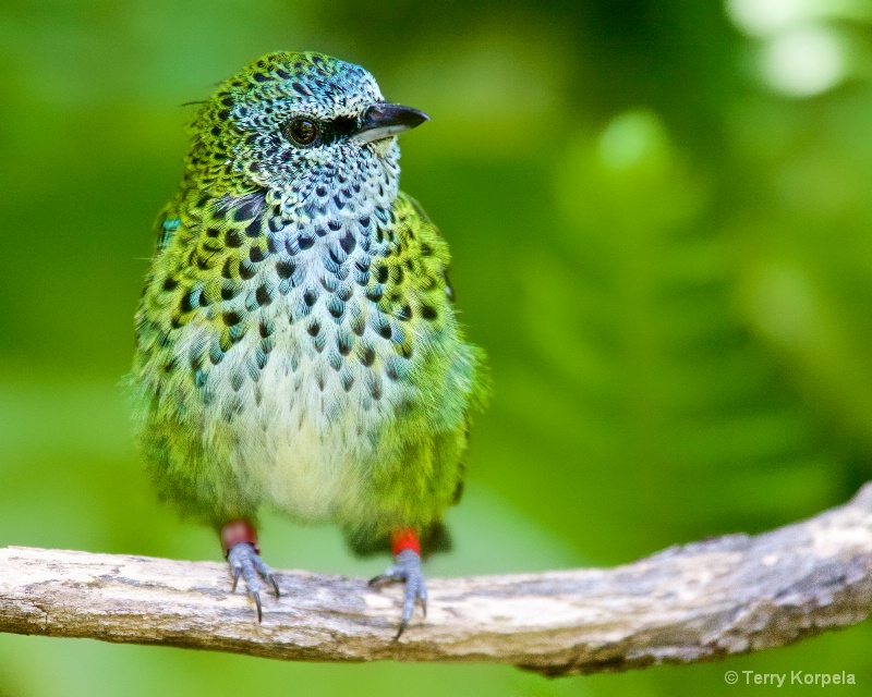 White-eared Catbird - ID: 15323829 © Terry Korpela