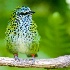 © Terry Korpela PhotoID# 15323829: White-eared Catbird