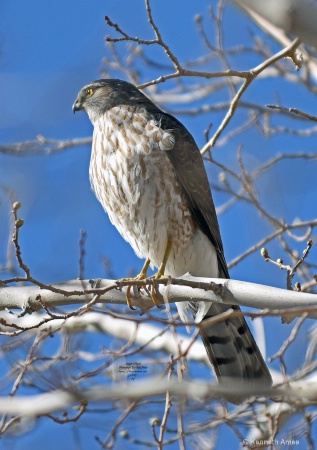 Coopers Hawk A7 3 1 2017