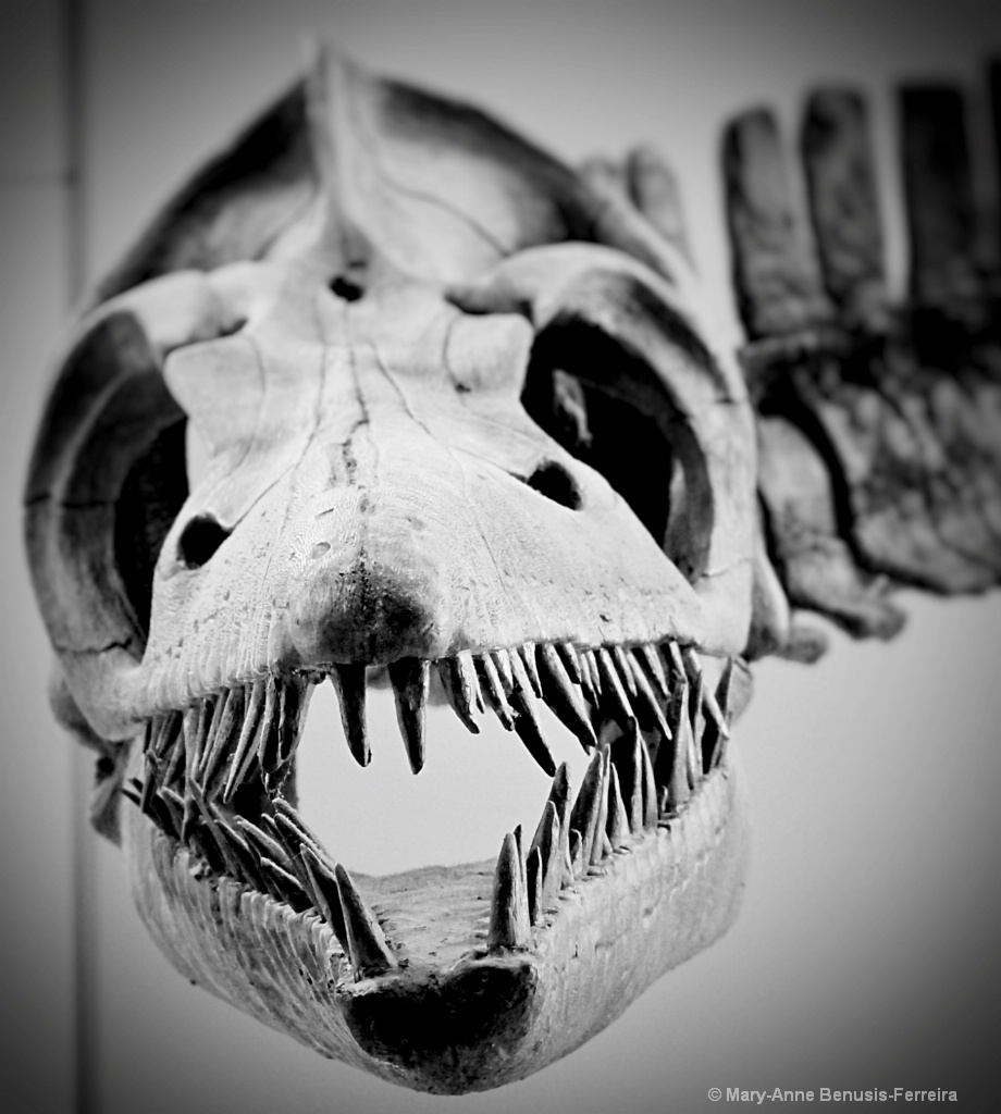 Royal Ontario Museum, Toronto - ID: 15327661 © Mary-Anne Benusis