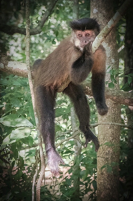 Just Hanging Out - Capuchin Monkey - Iguazu Falls - ID: 15327697 © Martin L. Heavner