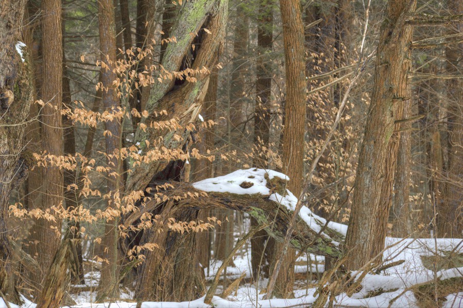 Winter In The Woods