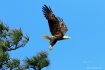 Eagle Series 1 20...