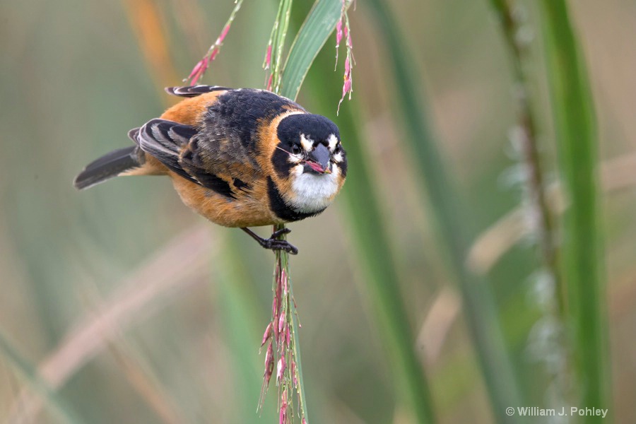 Rusty-collared Seedeater  H2U6359 - ID: 15327942 © William J. Pohley