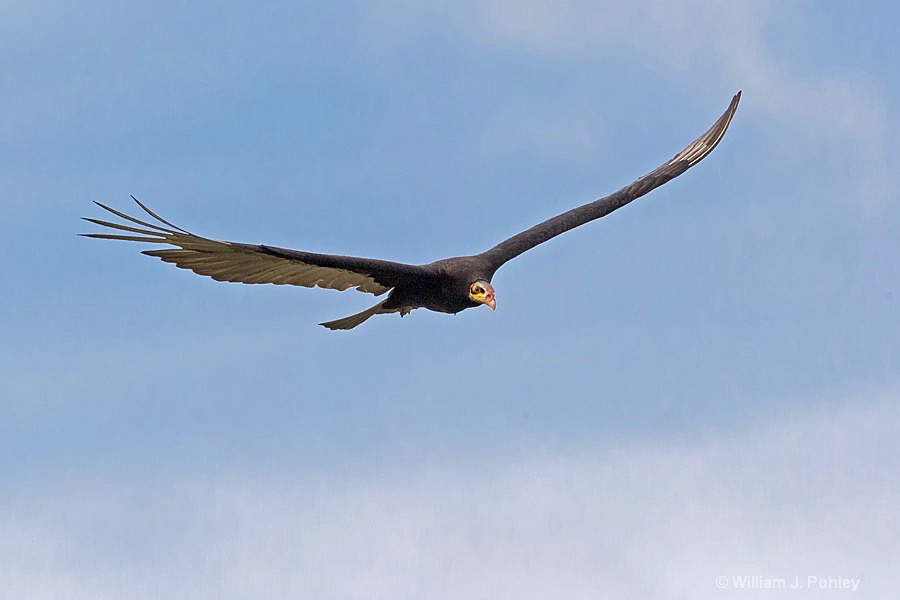 Lesser Yellow-headed Vulture in flight  H2U8768 - ID: 15327957 © William J. Pohley