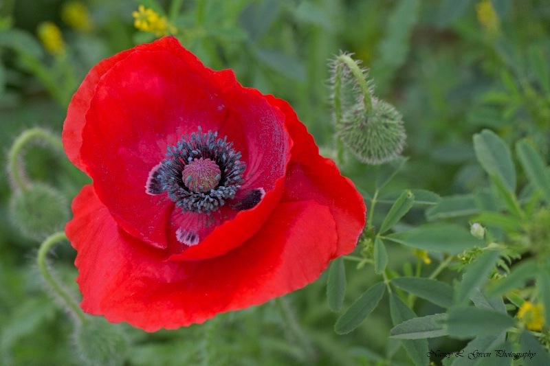 Portrait of a Poppy