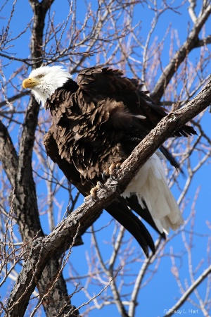 Eagle in the Wind