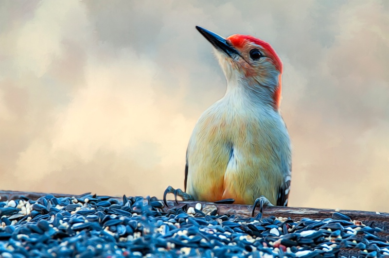 Woodpecker For Dinner