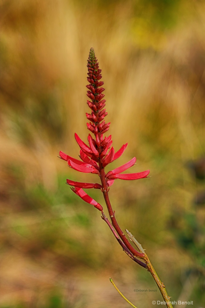 Pink Glory