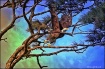 Eagle Series 2