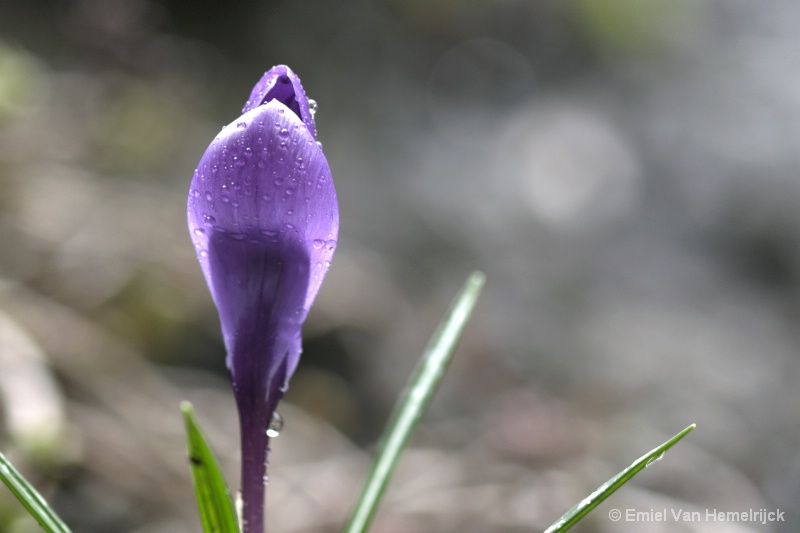 crocus