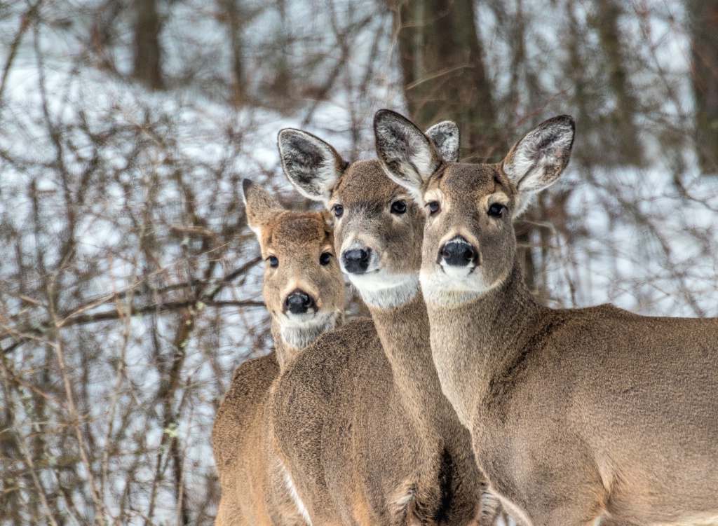 Deer 3619