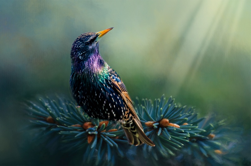 Starling