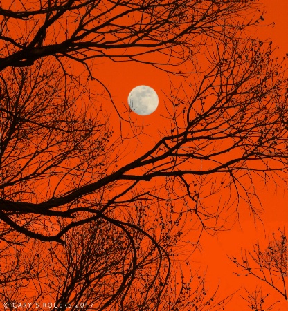 Full Moon through Branches #3