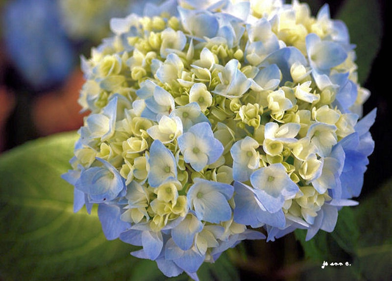 FLORAL IN MEMORY OF MY HUSBAND...