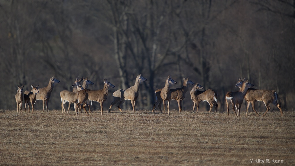 A Dozen Deer in Valley Forge This Afternoon