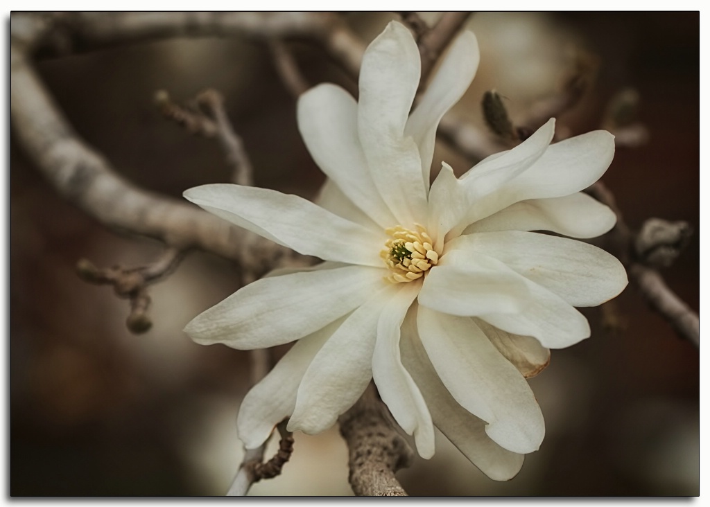 star magnolia