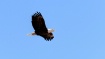 EAGLE WINGS