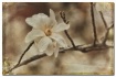 star magnolia II