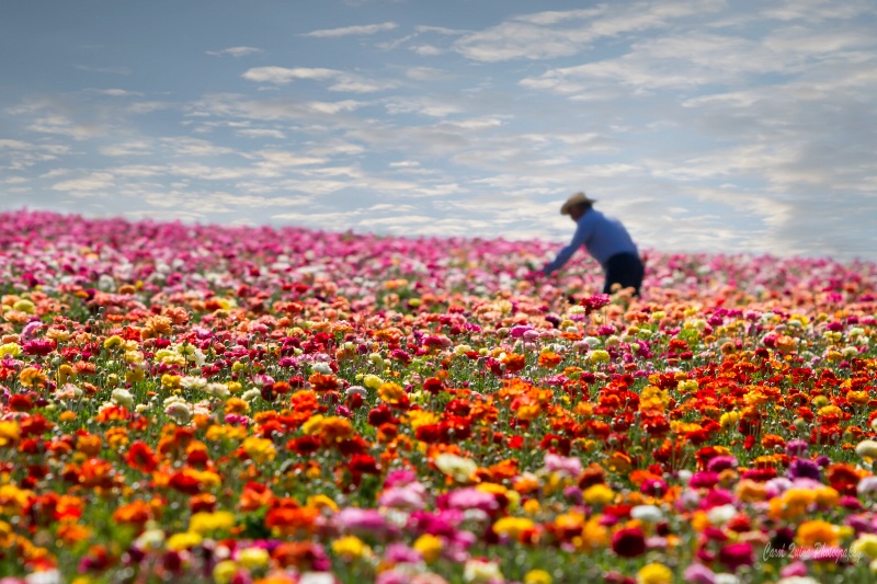 Field of Dreams