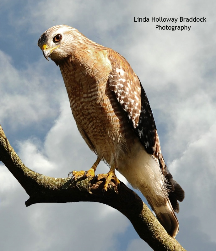 Red Shoulder Hawk In Yard