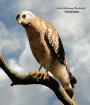 Red Shoulder Hawk...
