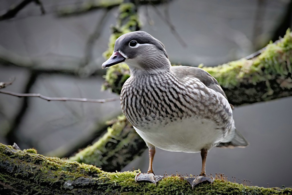 Mandarin Duck, female