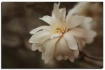 star magnolia III