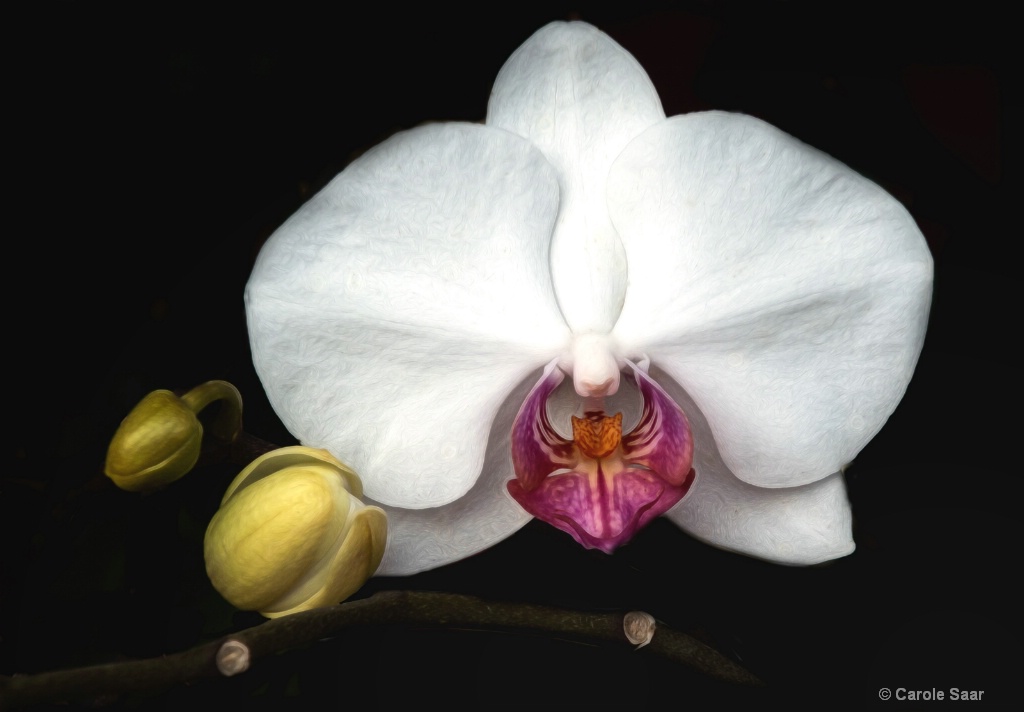 Orchid