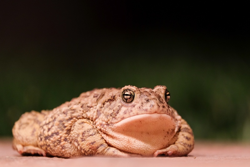 Mr Toad - ID: 15332345 © Nancy Auestad