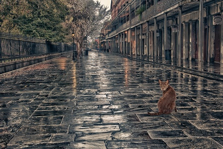 Cat on Rue St. Ann, New Orleans