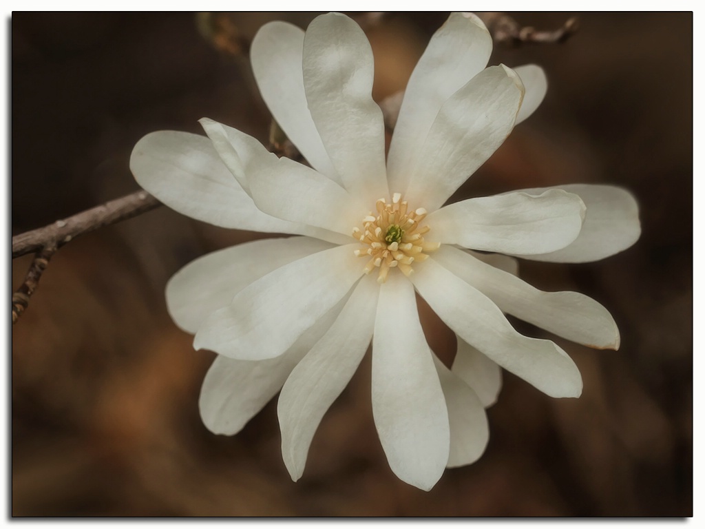 star magnolia IV