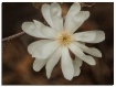 star magnolia IV