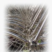 Silver Spokes