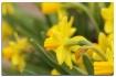 yellow daffodils