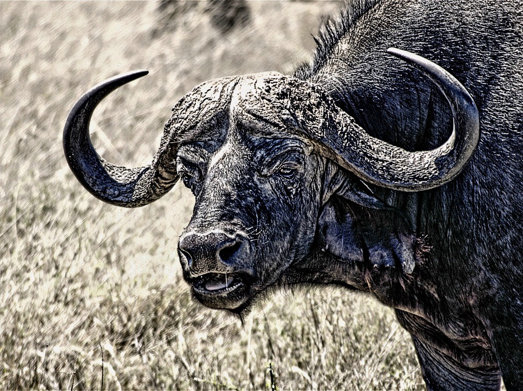 African (Cape) Buffalo