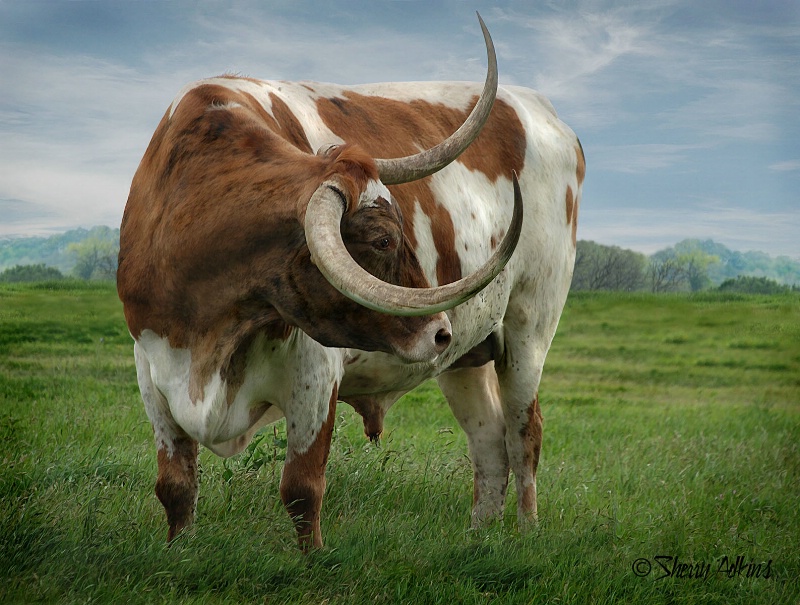 Texas Longhorn - ID: 15332999 © Sherry Karr Adkins