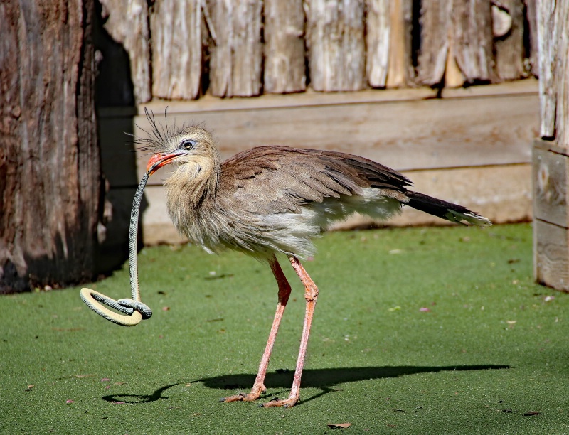 Red-legged seriema