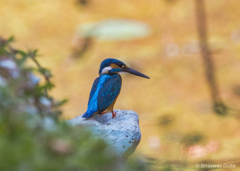 Little Blue Kingfisher