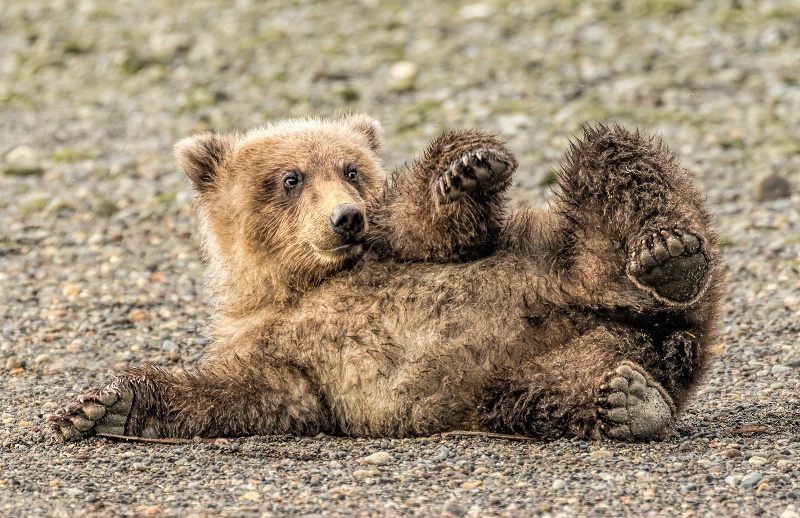 Bear Cub Time Out   