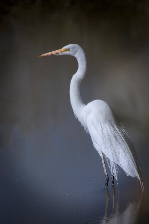 Great White Egret