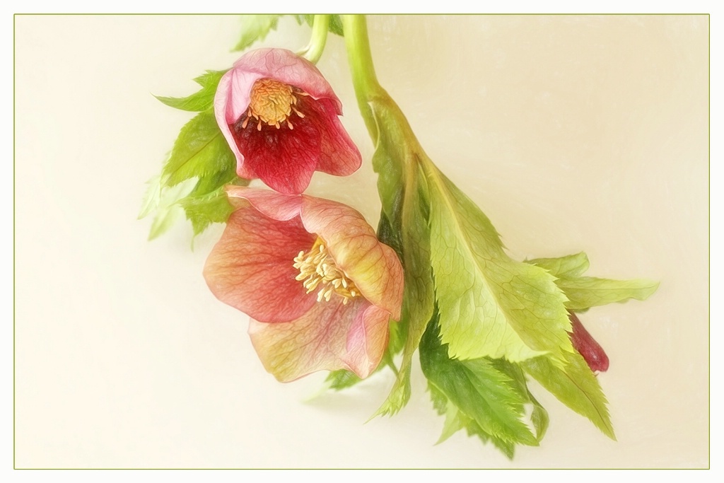 reddish hellebores in colored pencil