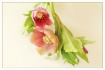 reddish hellebore...
