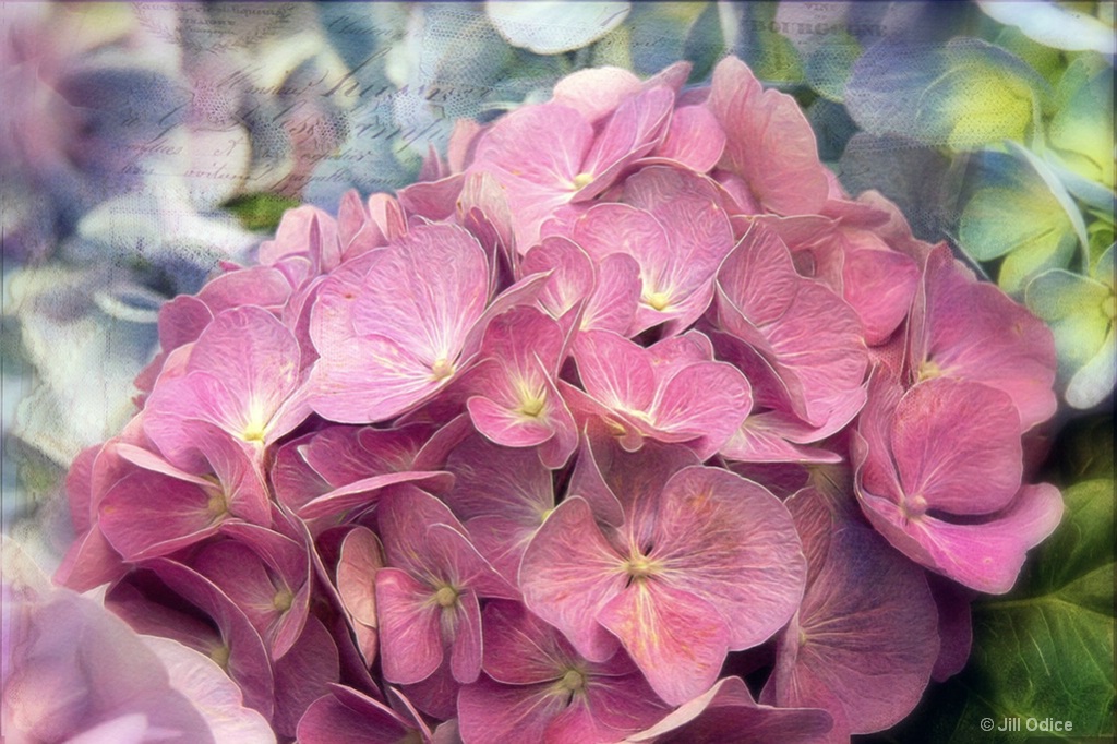 Hydrangeas